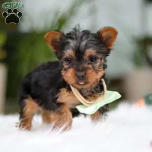 Trevor, Yorkie Puppy